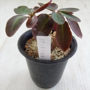 多肉植物 caユーフォルビア ブルネリ Euphorbia brunellii 現品販売 0913-...