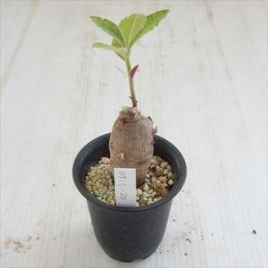 多肉植物 caモナデニウム エキナツム 現品販売 0913-80 多肉植物 コーデックス