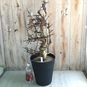 多肉植物 caコミフォラ アフリカーナ 現品販売 1026-01 8号鉢 多肉植物 コーデックス