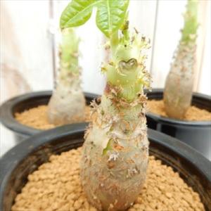 多肉植物 ca Jatropha黄花珊瑚油桐　サンゴアブラギリ（podagrica）多肉植物 コーデ...