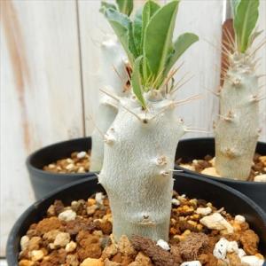 多肉植物 caパキポディウム レアリー 多肉植物 パキポディウム コーデックス 3号鉢