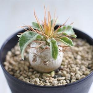 多肉植物 caパキポディウム 光堂 多肉植物 パキポディウム コーデックス 2.5号鉢