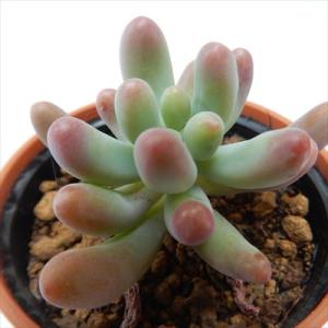 多肉植物 hmセダム 恋心 多肉植物 セダム 6...の商品画像