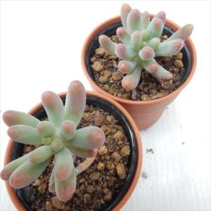 多肉植物 hmセダム 恋心 多肉植物 セダム ...の詳細画像2