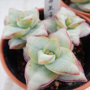 エケベリア　そわそわ×中里リンゼアナ 日本花キ流通 多肉植物 はなベリア そわそわ×中里リンゼアナ 多肉植物