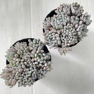 多肉植物 hmグラプトペタルム ブルービーン ...の詳細画像2