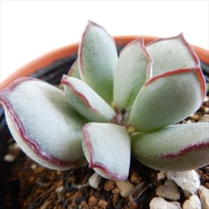 日本花キ流通 多肉植物 hmパキフィツム 紫美人 多肉植物 パキフィツム