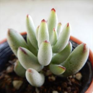 コチレドン 種類 花 ガーデニング の商品一覧 通販 Yahoo ショッピング