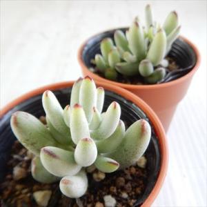 多肉植物 hmコチレドン 京小町 多肉植物 コ...の詳細画像1