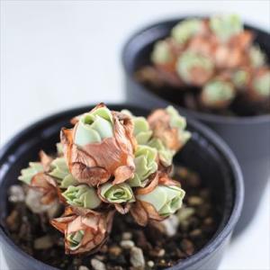 多肉植物 hmグリーノビア ドドランタリス 多...の詳細画像1