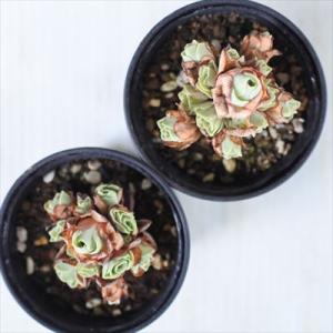 多肉植物 hmグリーノビア ドドランタリス 多...の詳細画像2
