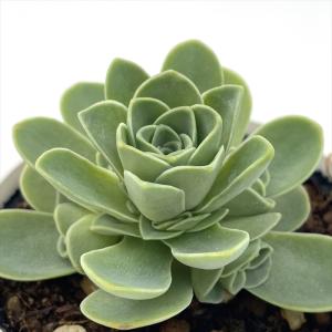 多肉植物 hmグリーノビア ドドランタリス 多...の詳細画像3