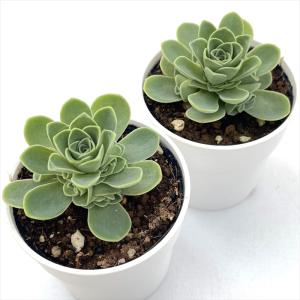 多肉植物 hmグリーノビア ドドランタリス 多...の詳細画像4
