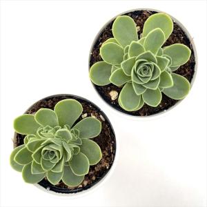 多肉植物 hmグリーノビア ドドランタリス 多...の詳細画像5