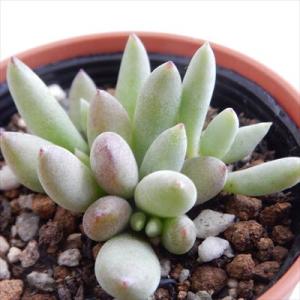 多肉植物 kthグラプトセダム 小桃いろは 品種登録出願中 古都の葉さん