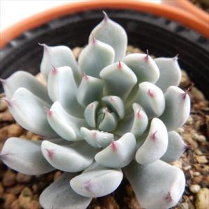 F61 アデニア ペチュエリー Adenia pechuelii ナミビア産 発根済み