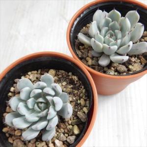 多肉植物 hmエケベリア 黒爪ザラゴーサ 多肉...の詳細画像1