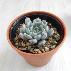 多肉植物 hmエケベリア 黒爪ザラゴーサ 多肉...の詳細画像2