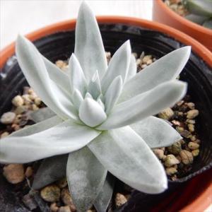 日本花キ流通 多肉植物 skエケベリア ドイツシャンペン 多肉植物