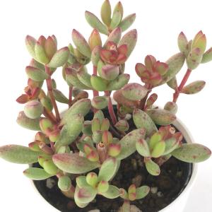アローアディア　プロセラ　観葉植物　塊根植物　ビザールプランツ　ガーデニング　観葉植物　塊根植物　多肉植物　ビザールプランツ　レアプランツ　ガーデニング　植物　グリーン　趣味　盆栽　葉　花　庭　草　インテリア　おしゃれ　飾り　園芸　 観葉植物「アローディア・プロセラ」の育て方ガイド – Jewelry Plant