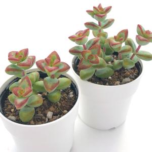 多肉植物 hmクラッスラ 愛星 多肉植物 クラ...の詳細画像1