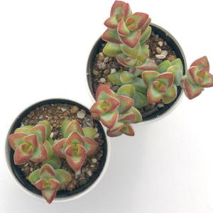 多肉植物 hmクラッスラ 愛星 多肉植物 クラ...の詳細画像2
