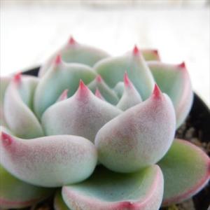 多肉植物 skエケベリア チワワエンシス 多肉植物 7.5cmポット