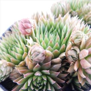 日本花キ流通 多肉植物 sfセンペルビウム アラクノイデムズィルバー