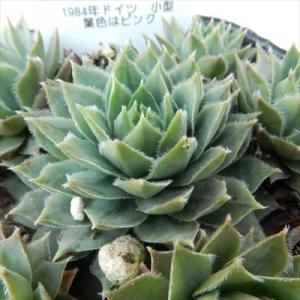 日本花キ流通 多肉植物 sfセンペルビウム タルク 7.5cmポット