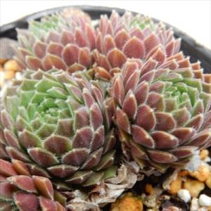 日本花キ流通 多肉植物 sfセンペルビウム アラクノイデムズィルバー