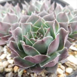 日本花キ流通 多肉植物 sfセンペルビウム タルク 7.5cmポット