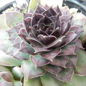 日本花キ流通 多肉植物 sfセンペルビウム タルク 7.5cmポット