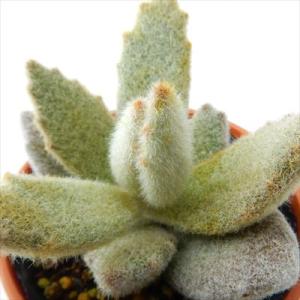 多肉植物 春萌 カット苗（セダムさまお取置き） 楽天市場】多肉植物 春萌 はるもえ セダム属 カット小苗 多肉