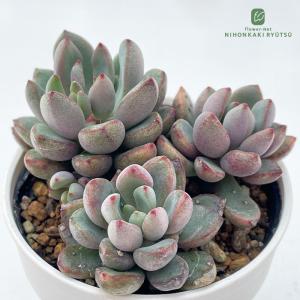 多肉植物 oriミックスベリア No.064 白玉美尼 おらいさん苗 送料無料