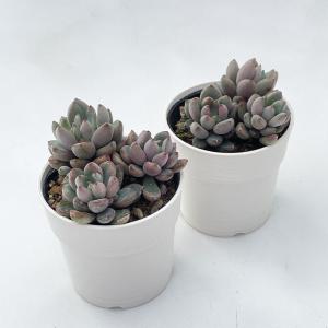 多肉植物 hmグラプトベリア パープルドリーム...の詳細画像1