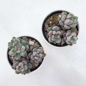 多肉植物 hmグラプトベリア パープルドリーム...の詳細画像2