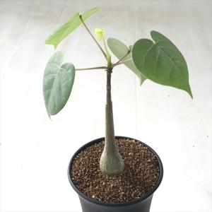 多肉植物 osプセウドボンバックス エリプチカム...の商品画像