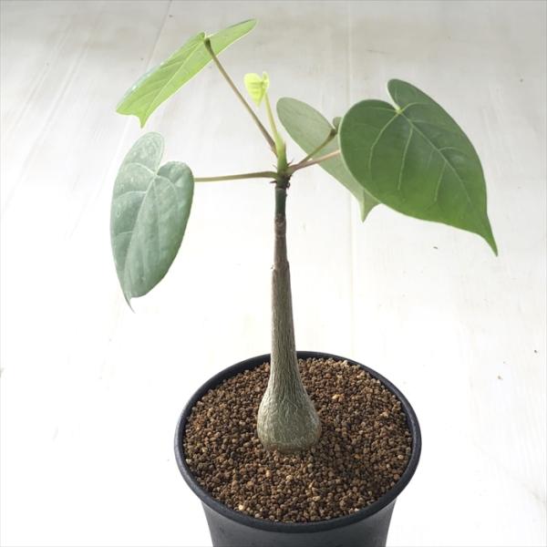 多肉植物 osプセウドボンバックス エリプチカム ボンバックス実生 おもしろ多肉植物 7.5cm〜9...