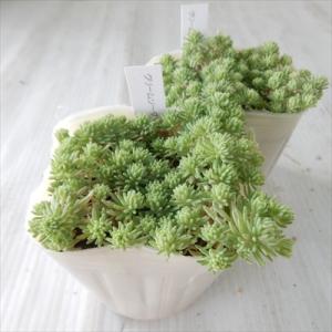 多肉植物 seセダム クリームソーダ (斑入り...の詳細画像4