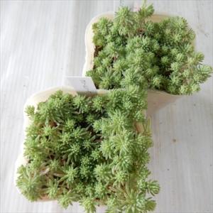 多肉植物 seセダム クリームソーダ (斑入り...の詳細画像5