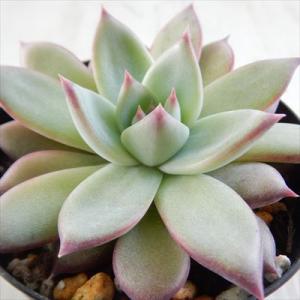 多肉植物 skエケベリア リンゼアナ 多肉植物 エケベリア 7.5cmポット