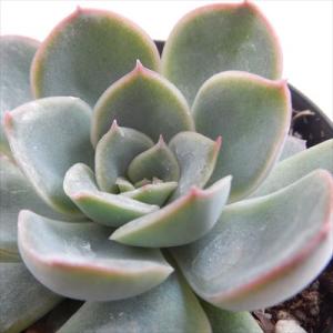 多肉植物 skエケベリア 白雪姫 多肉植物 エケベリア 7.5cmポット