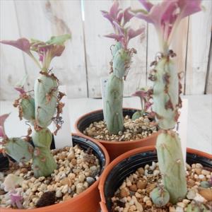 多肉植物 hmセネシオ 七宝樹錦 多肉植物 セネキオ 6cmポット