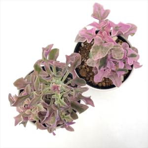 多肉植物 hmセネシオ 七宝樹錦 多肉植物 セ...の詳細画像2