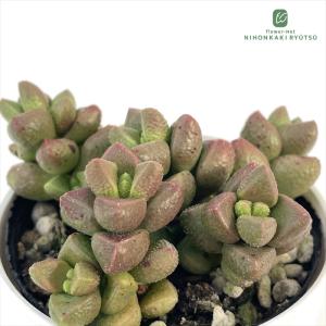 多肉植物 アルバビューティ 2~3頭群生 特大 : るる農園 - 通販