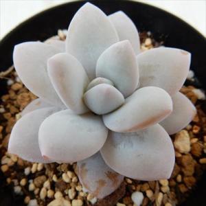 日本花キ流通 多肉植物 caアエオニウム スーパーバン 多肉植物