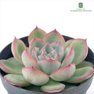 多肉植物 oriミックスベリア No.064 白玉美尼 おらいさん苗 送料無料