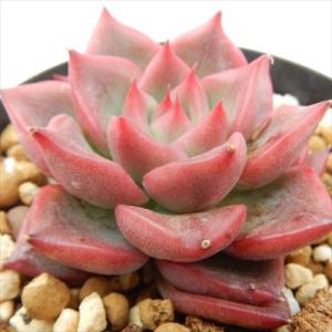 日本花キ流通 多肉植物 skエケベリア ドイツシャンペン 多肉植物