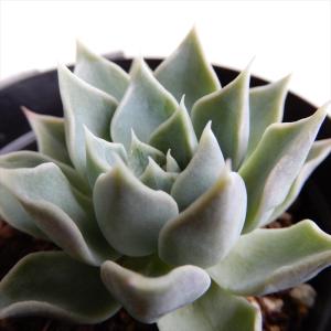 多肉植物 oriエケベリア ザラゴーサspノバ エケベリア 6cmポット