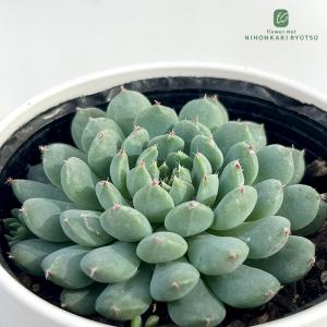 多肉植物 oriミックスベリア No.011 赤鬼 おらいさん苗 送料無料